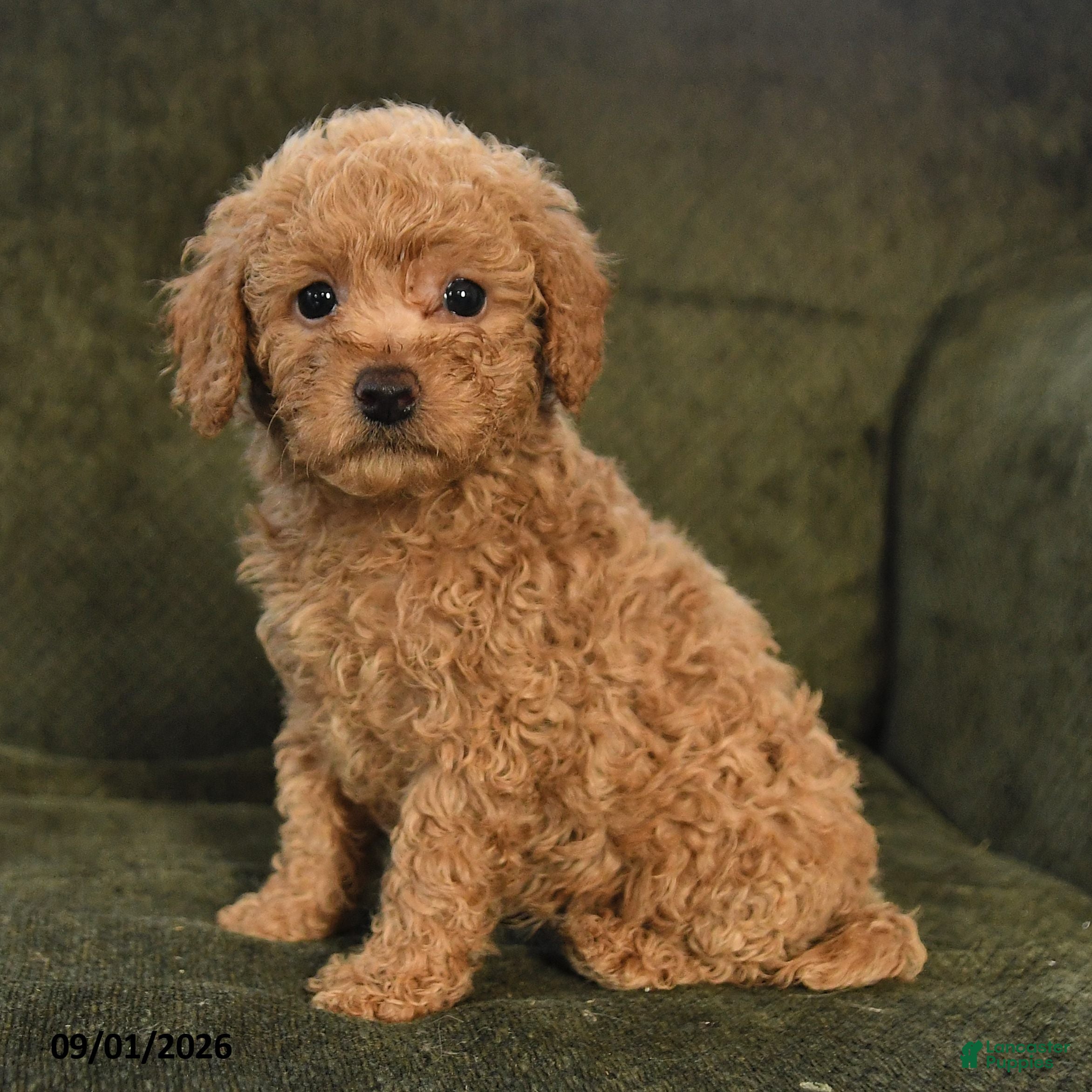 Miniature Poodle dogs Harper - Ad 2