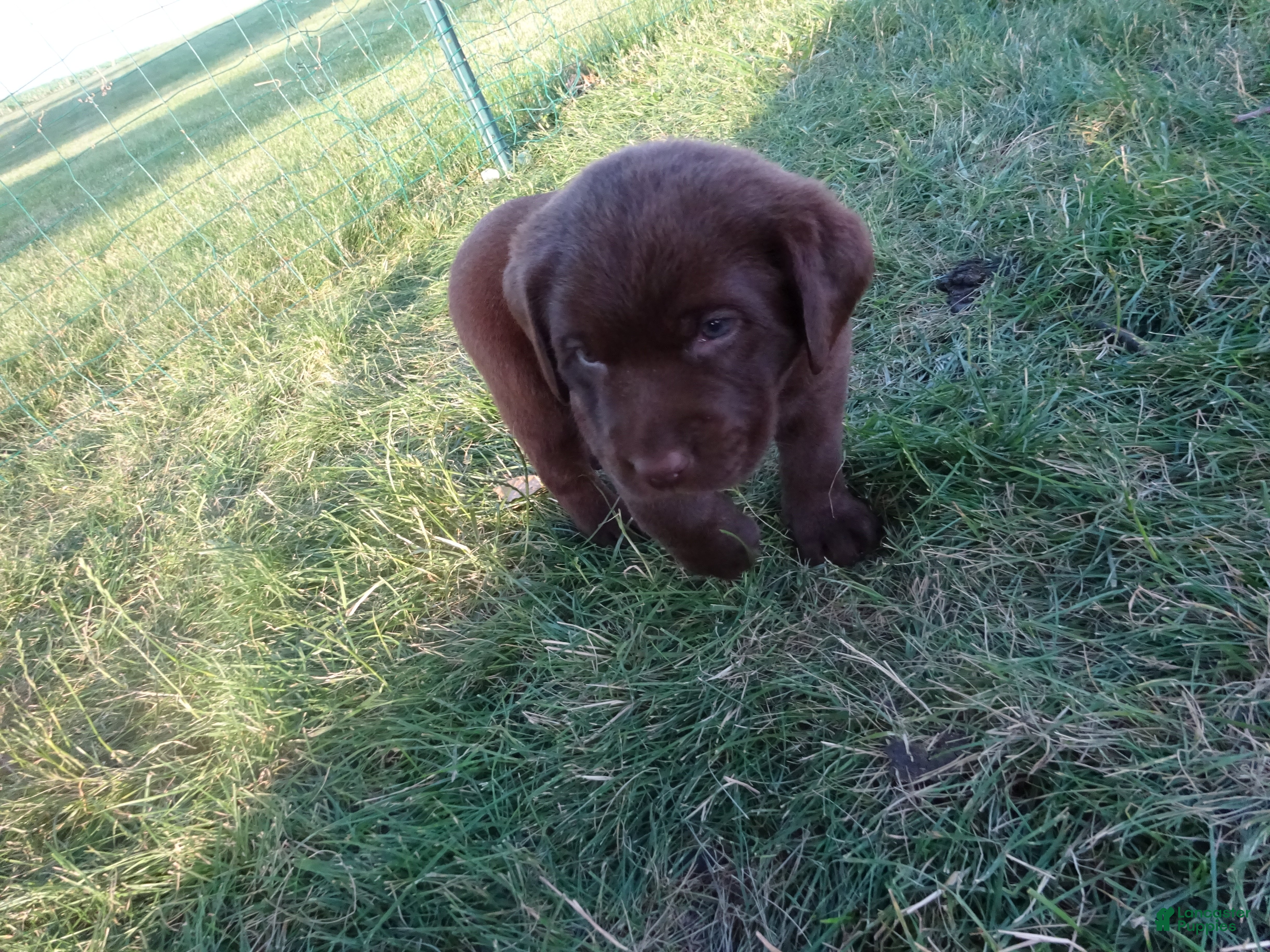 Labrador Retriever dogs Daisy  - Ad 2
