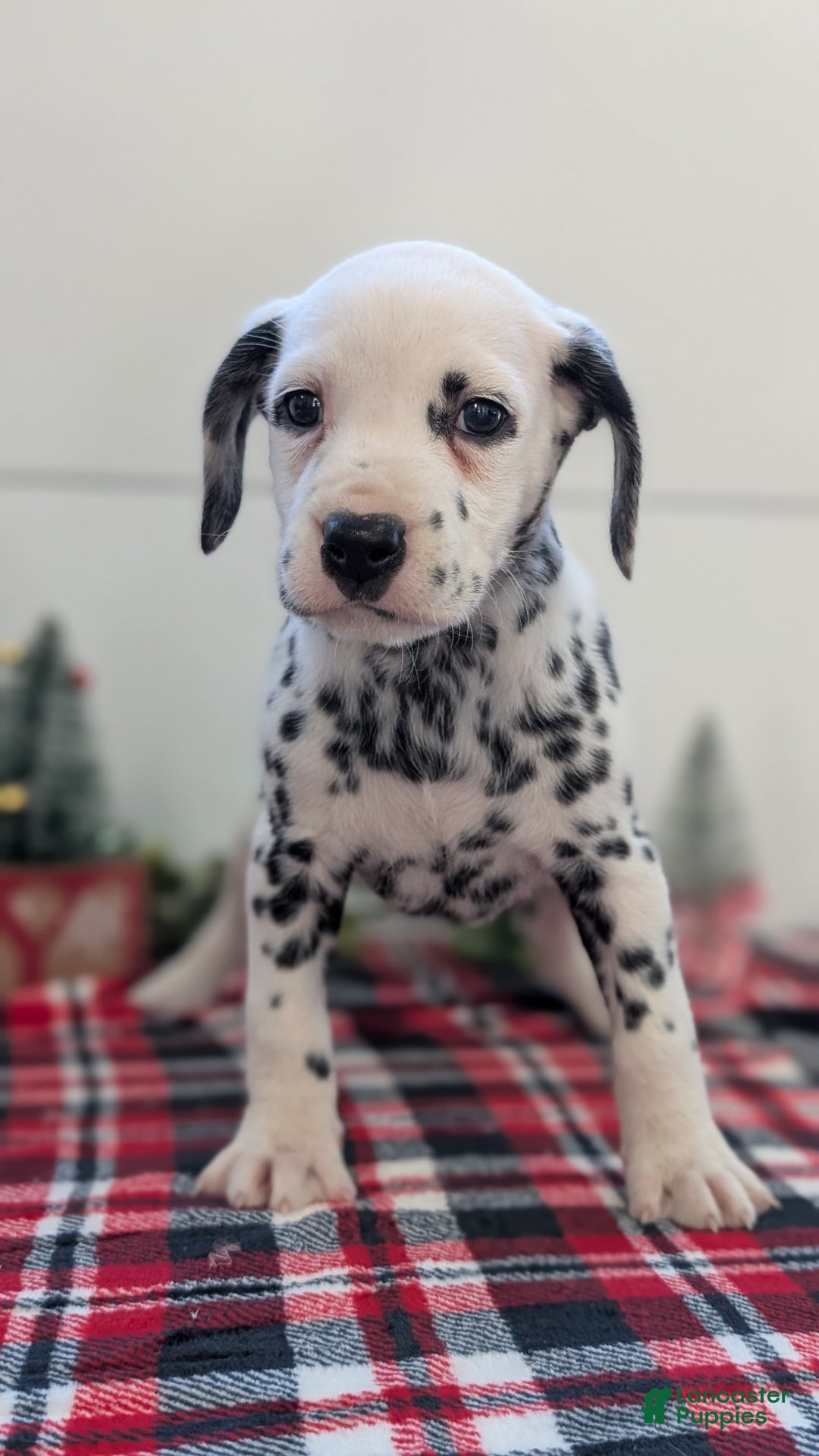 Dalmatian dogs for sale: Maggie - Ad 7