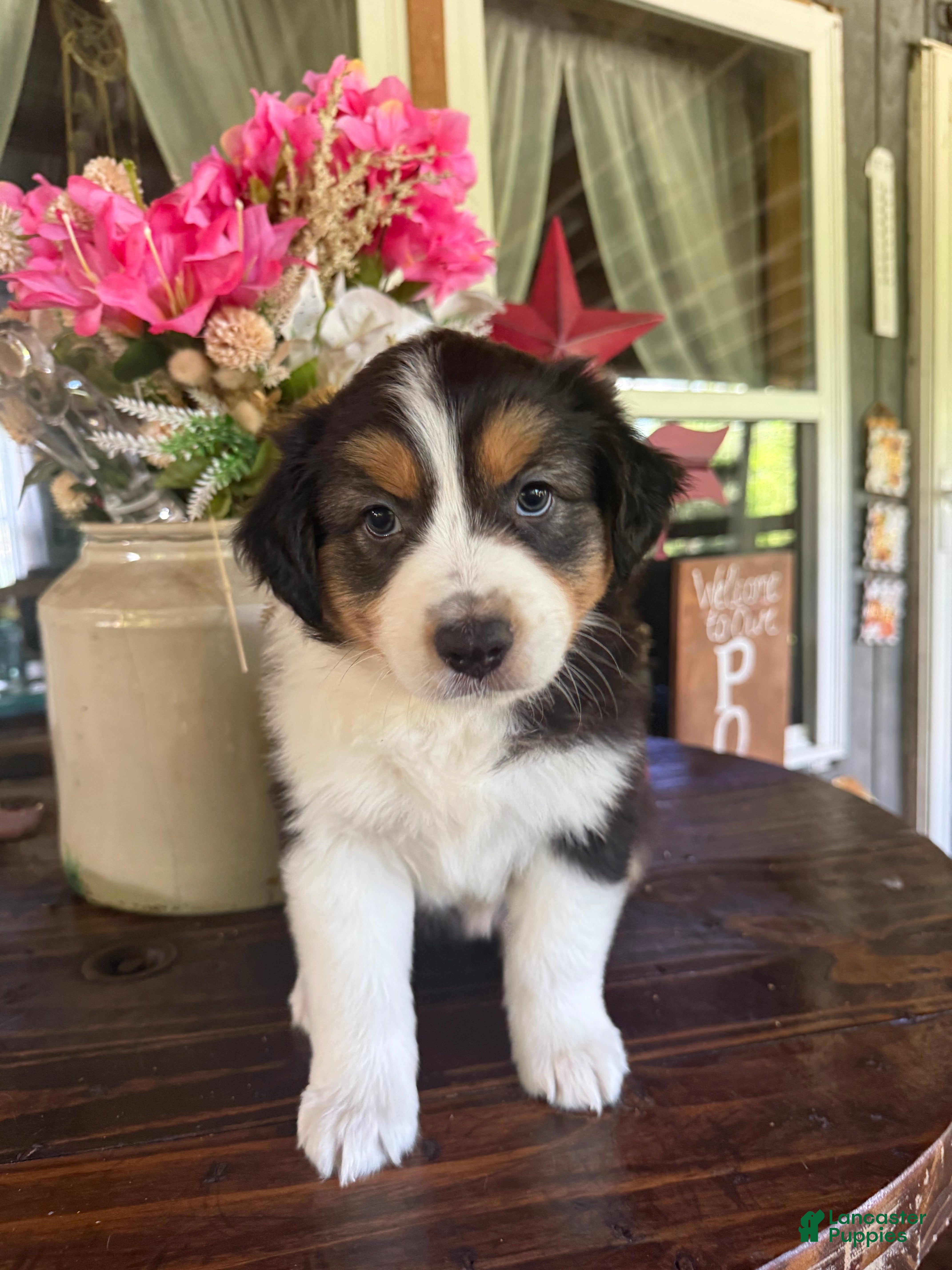 Australian Shepherd dogs Australian Shepherd 2 - Ad 12