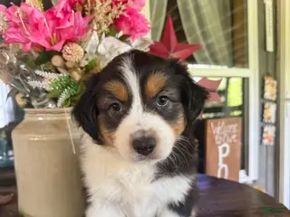 Australian Shepherd dogs Australian Shepherd 2 - Ad 12