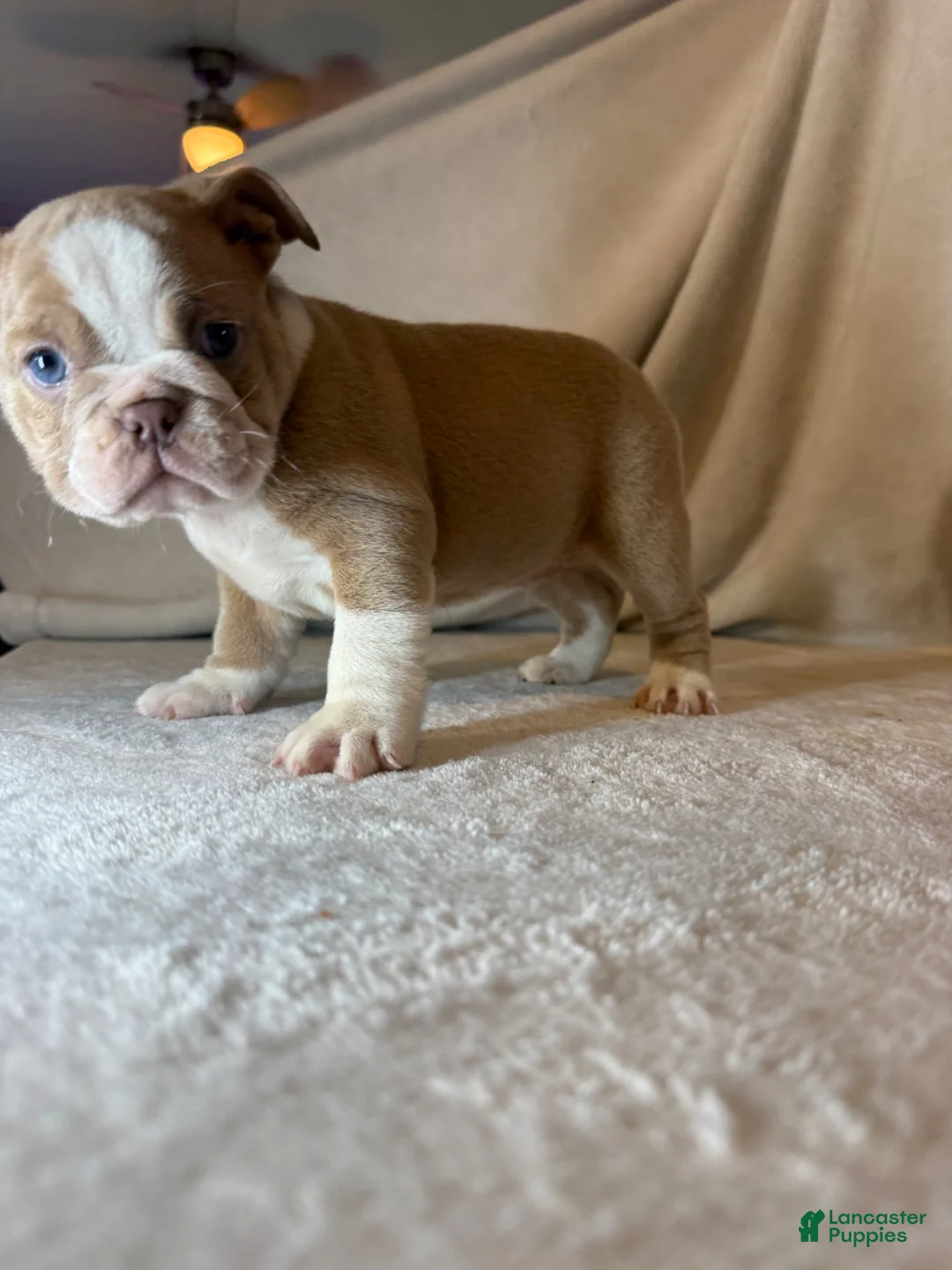 English Bulldog dogs for sale: Cupcake - Ad 1