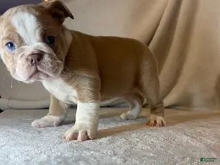 English Bulldog dogs for sale: Cupcake - Ad 2