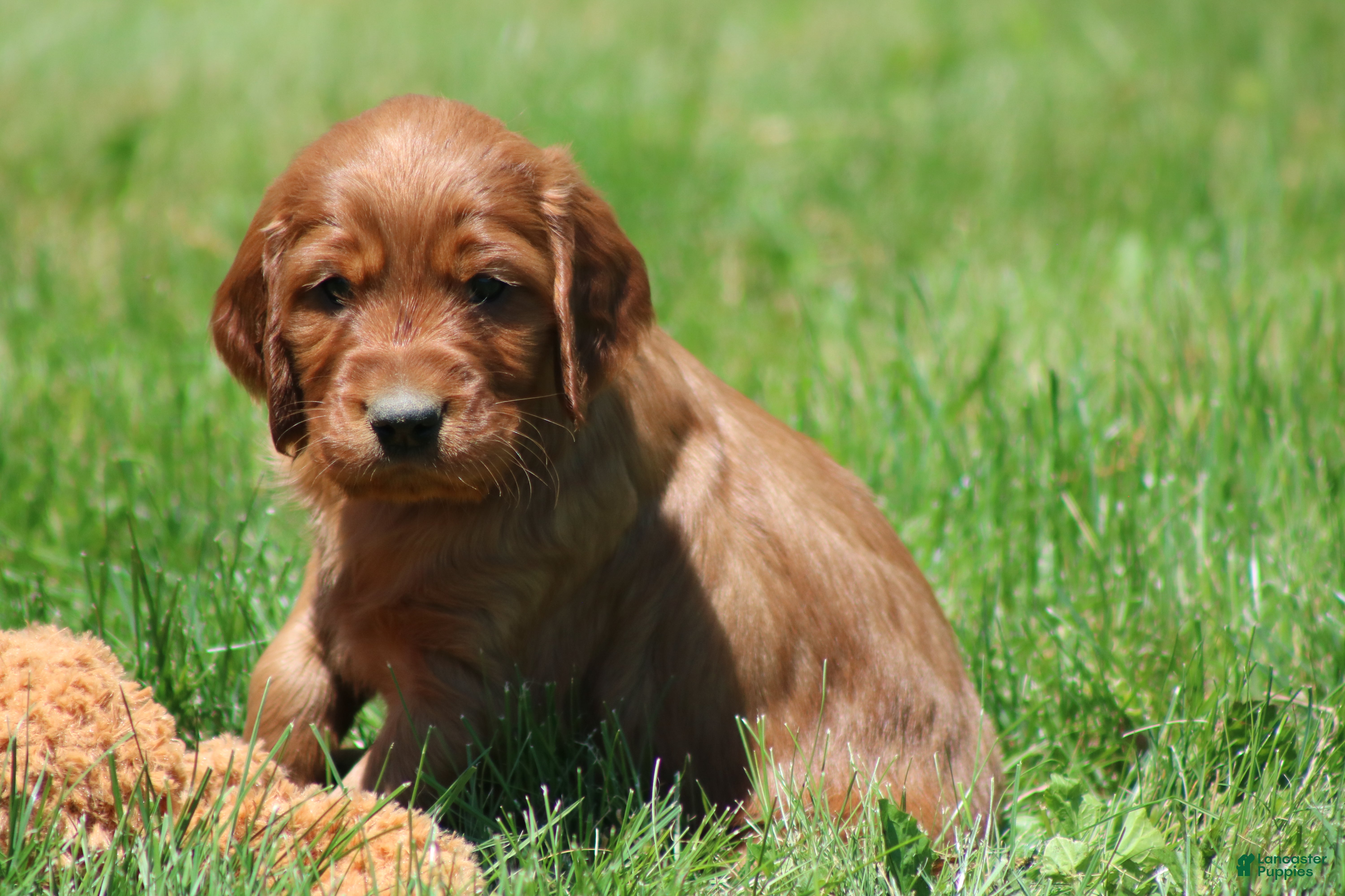 Irish Setter dogs for sale: Sammy - Ad 3
