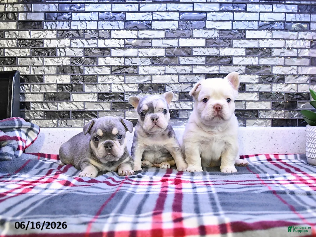 French Bulldog dogs for sale: Frankie - Ad 5