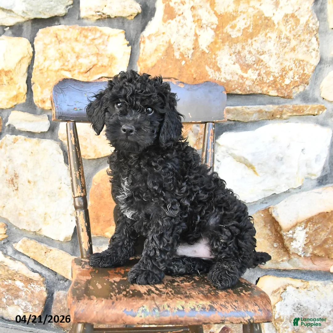 Cockapoo dogs for sale: Truffle  - Ad 3