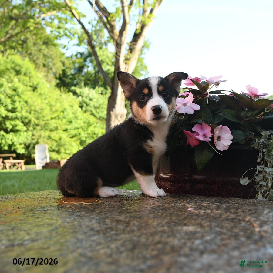 Welsh Corgi Pembroke dogs Ronald - Ad 1