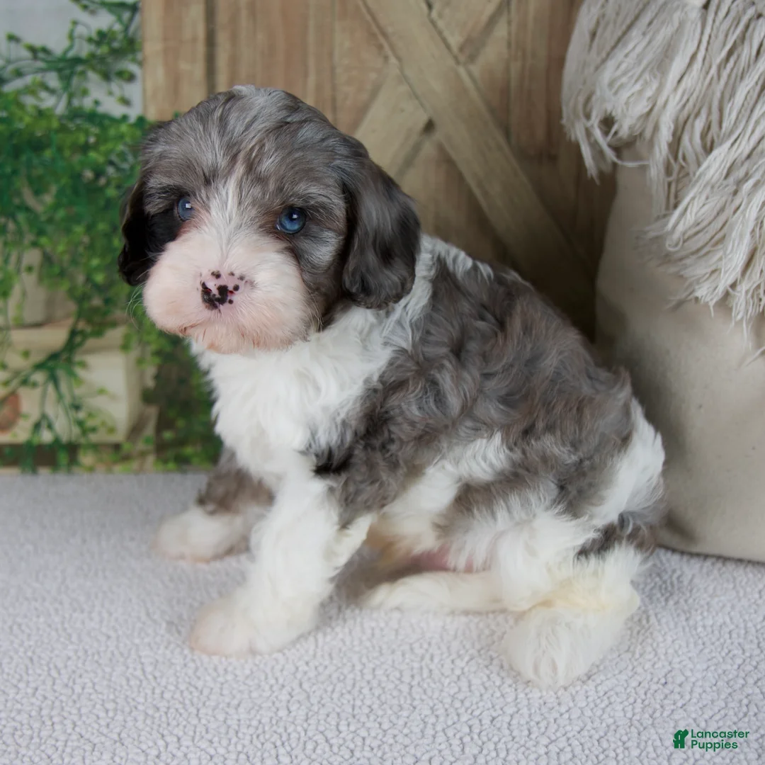 Cavapoo dogs for sale: Leo - Ad 1
