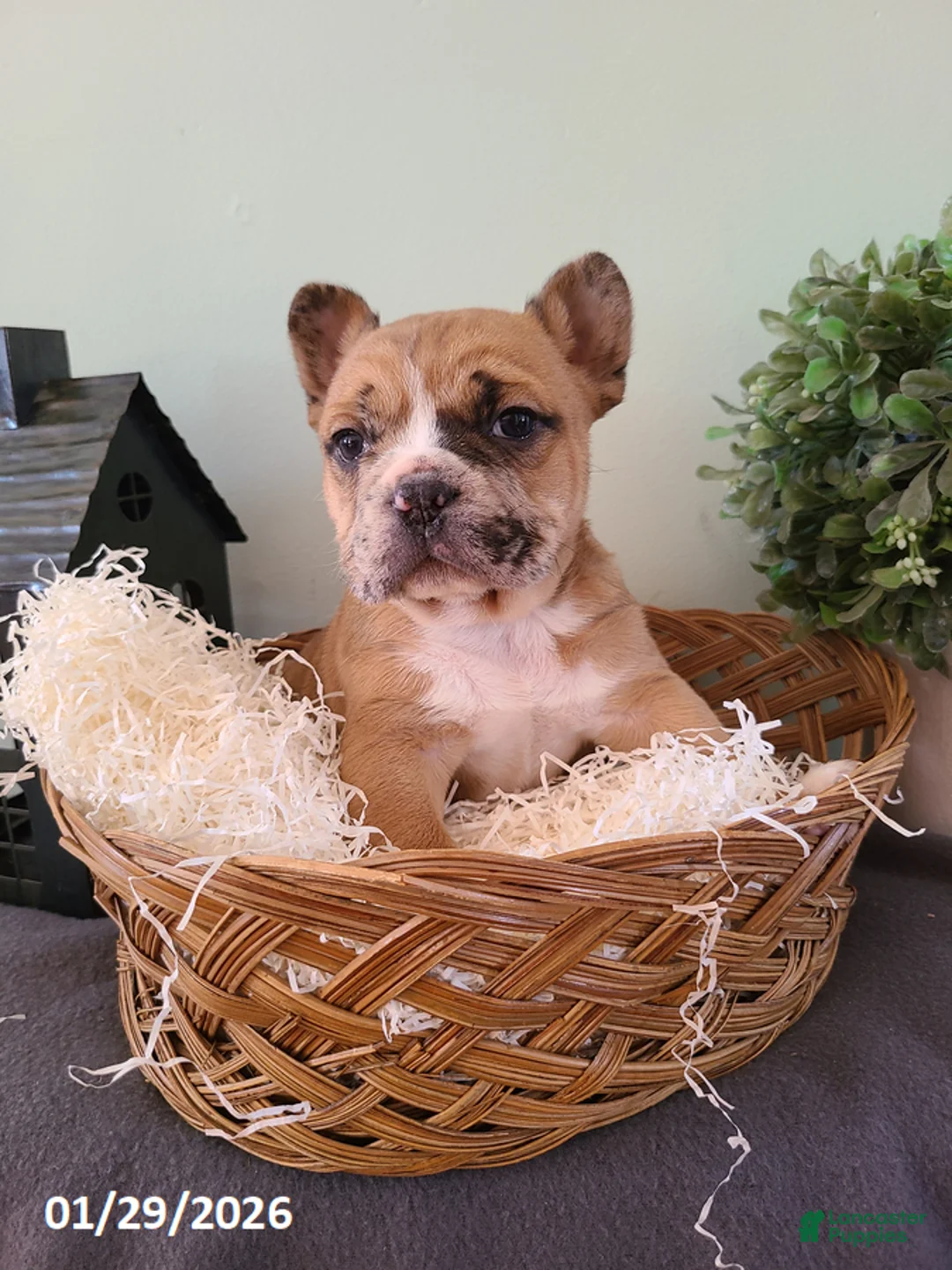 Mixed Breed dogs for sale: Milo - Ad 14