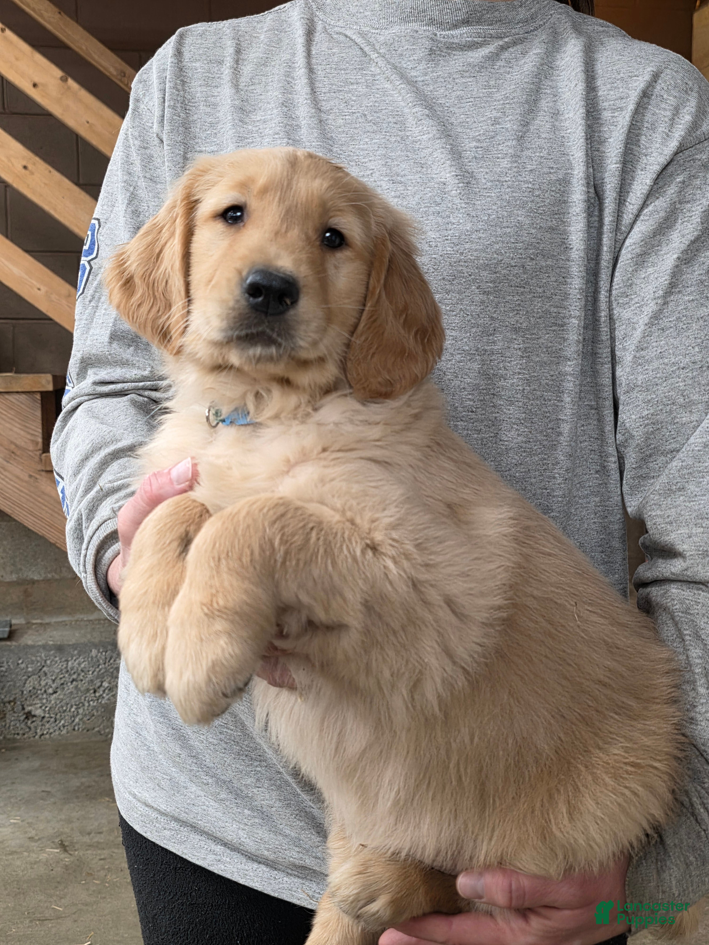 Golden Retriever dogs Cooper - Ad 1