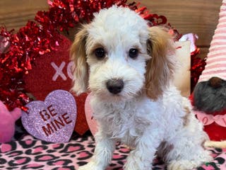 Cavapoo dogs Dolly - Ad 16