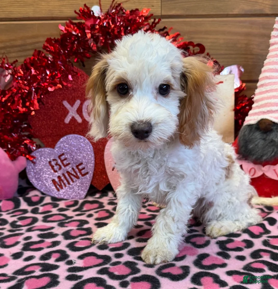 Cavapoo dogs for sale: Dolly - Ad 1