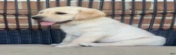 Labrador Retriever dogs for sale: Dusty - Ad 7