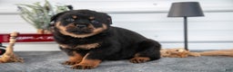 Rottweiler dogs for sale: Hailey - Ad 2