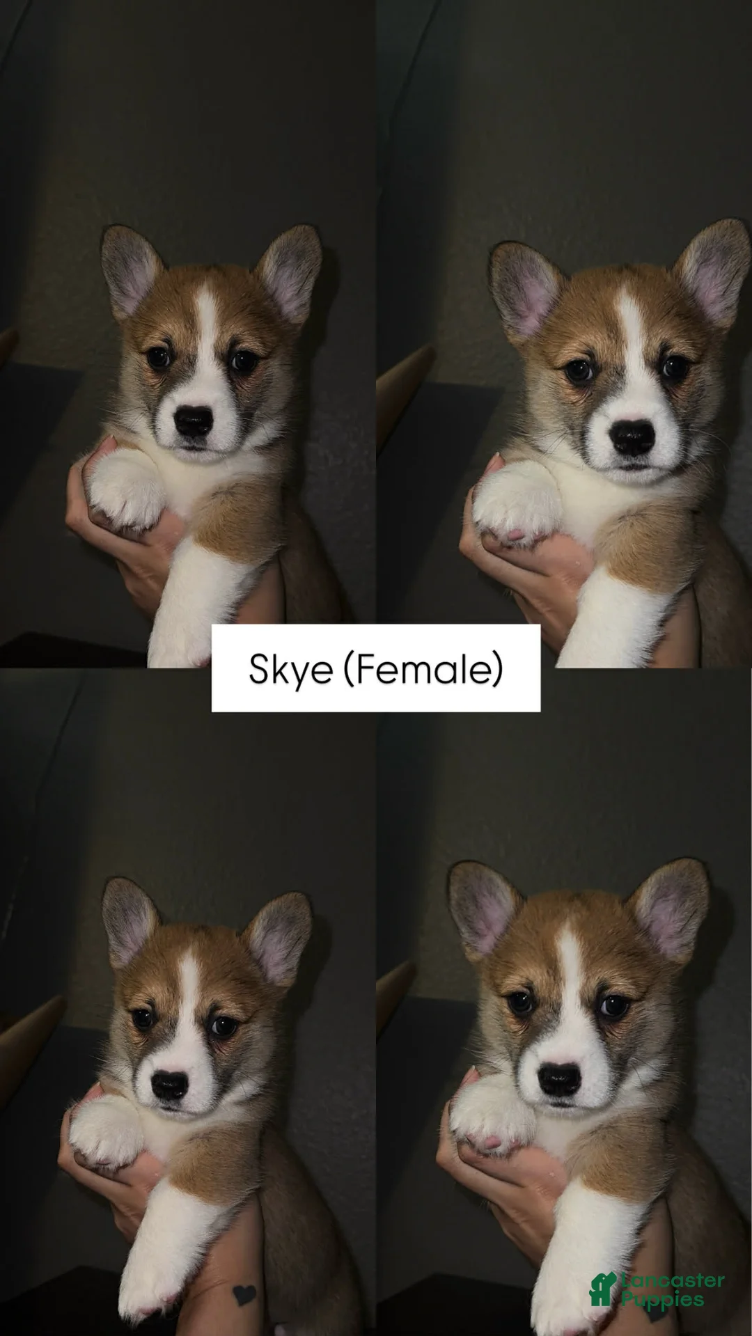 Welsh Corgi Pembroke dogs for sale: Skye - Ad 2