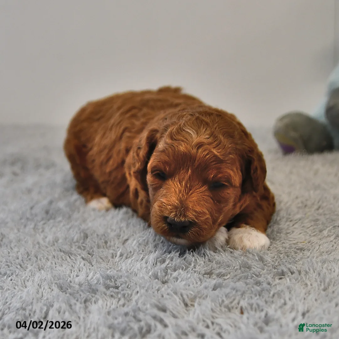 Mini Goldendoodle dogs for sale: Rosebud - Ad 1