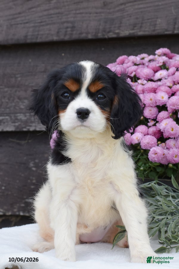 Cavalier King Charles Spaniel dogs Hazel - Ad 2