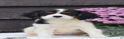Cavalier King Charles Spaniel dogs for sale: Hazel - Ad 2