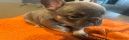 French Bulldog dogs for sale: Green_M_2026 - Ad 3