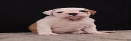 English Bulldog dogs for sale: Sally  - Ad 8