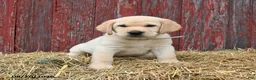 Labrador Retriever dogs for sale: Wibur - Ad 4