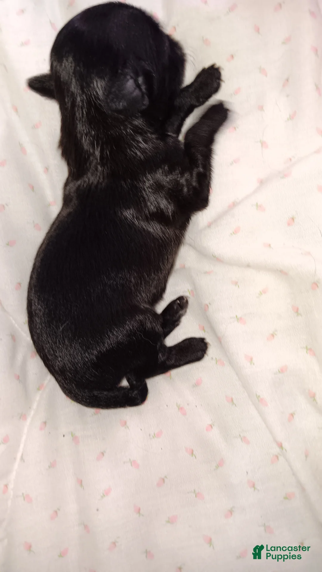 Chihuahua dogs for sale: Chihuahua 2 - Ad 2