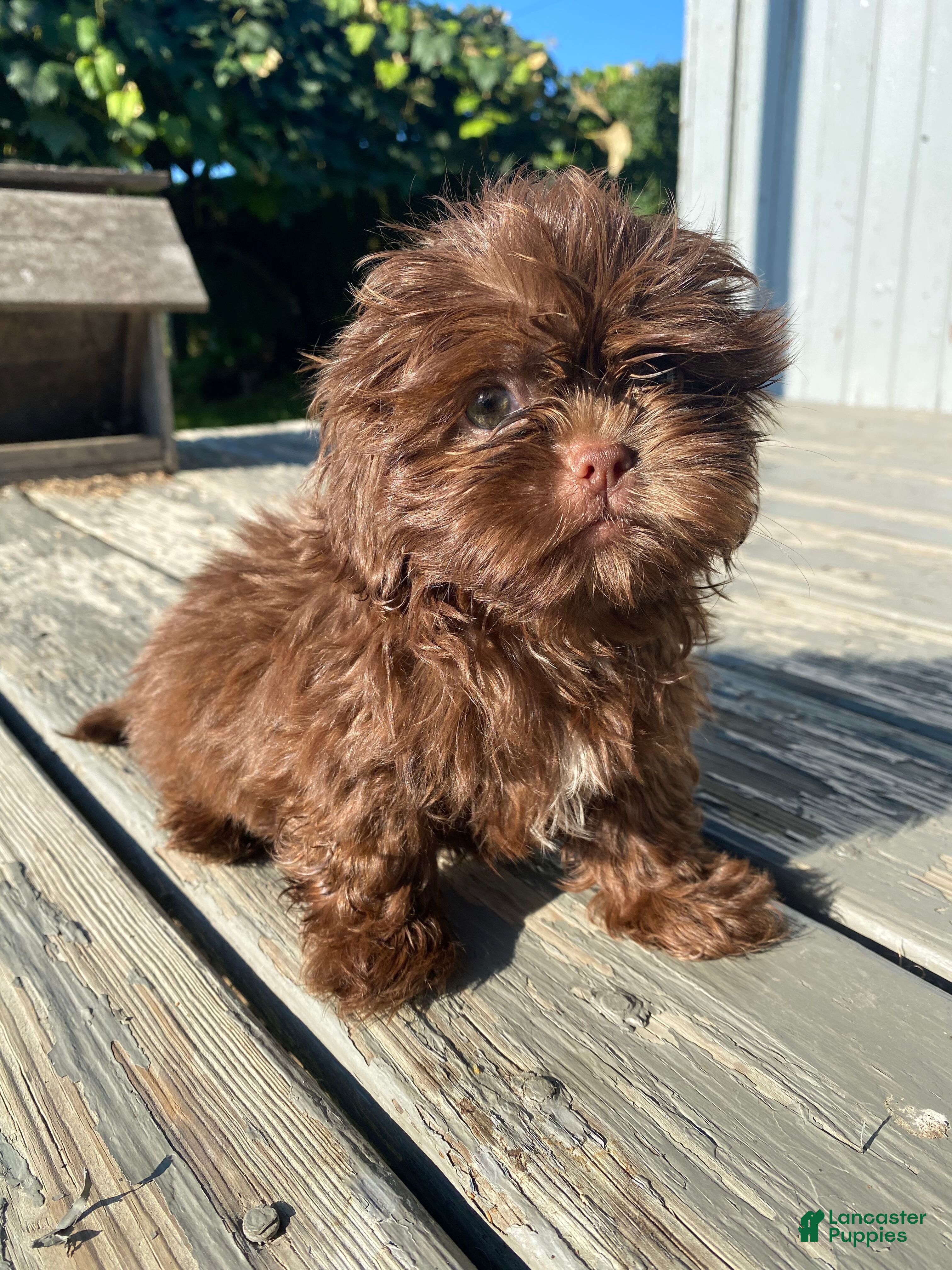 Shih Tzu dogs Daisy - Ad 2