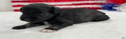 Miniature Schnauzer dogs for sale: Marsha Male 6 - Ad 3