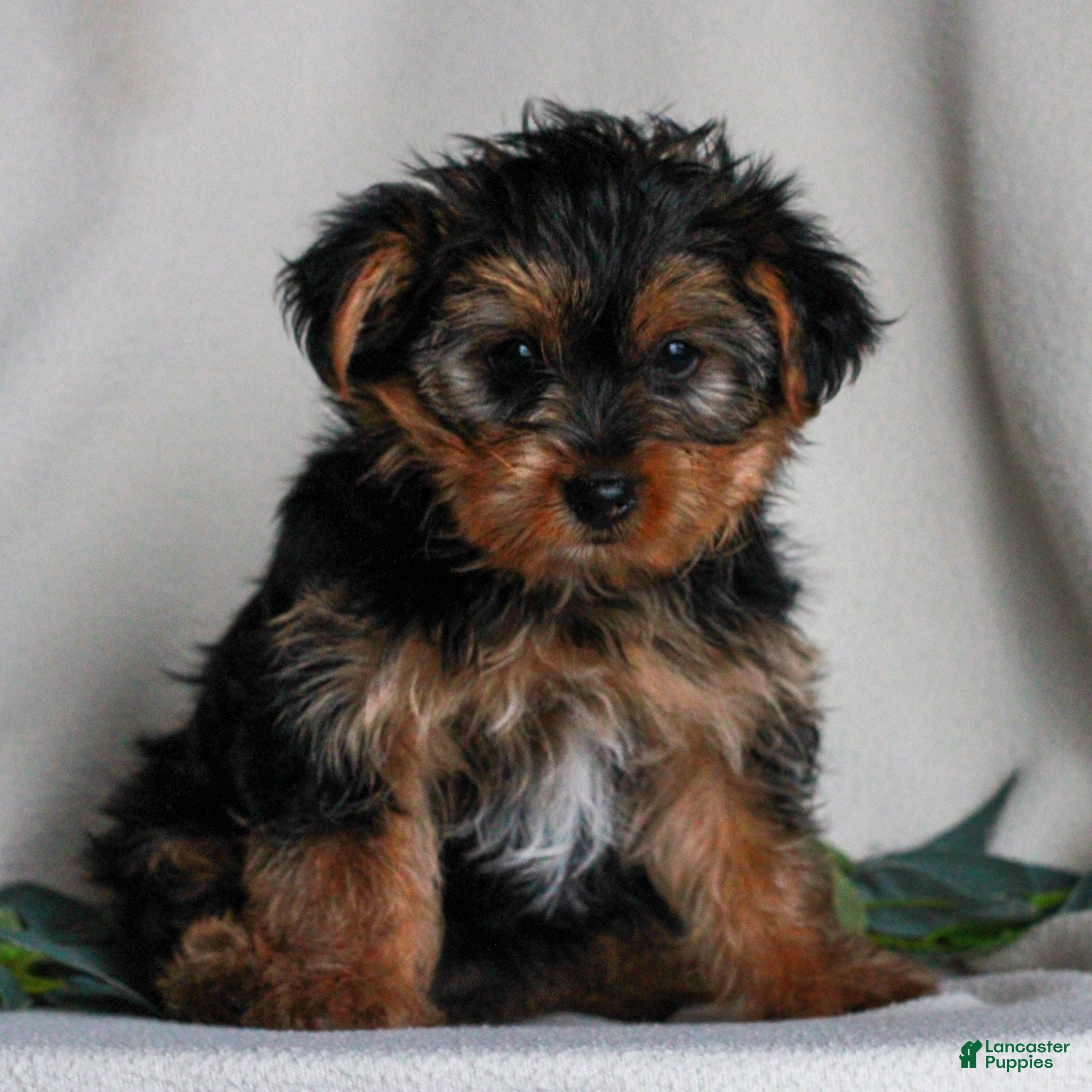 Yorkshire Terrier dogs Asher  - Ad 16