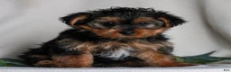 Yorkshire Terrier dogs for sale: Asher  - Ad 1