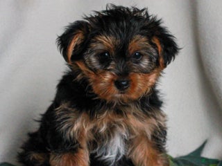 Yorkshire Terrier dogs Asher - Ad 16