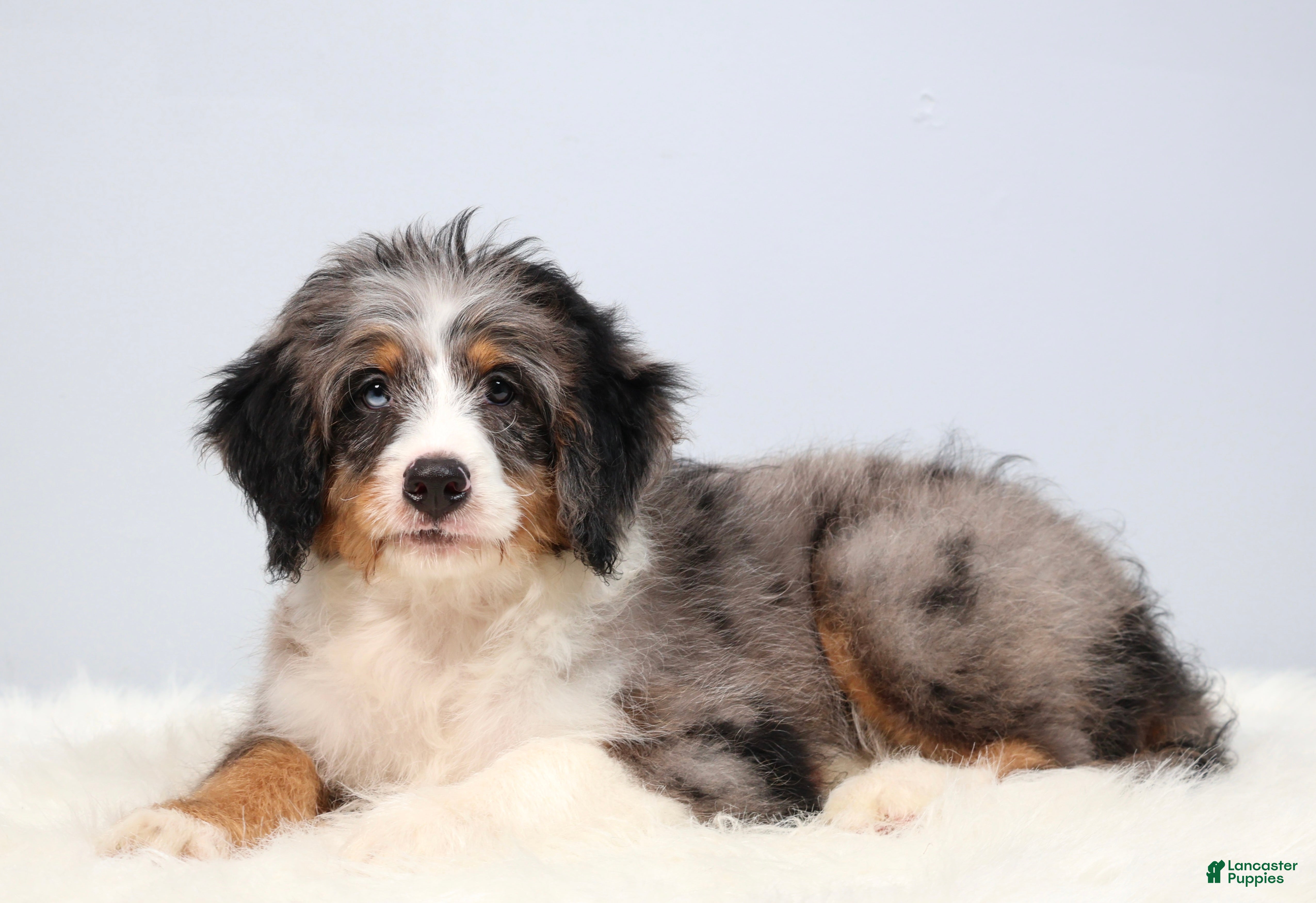 Mini Bernedoodle dogs for sale: Felix  - Ad 2