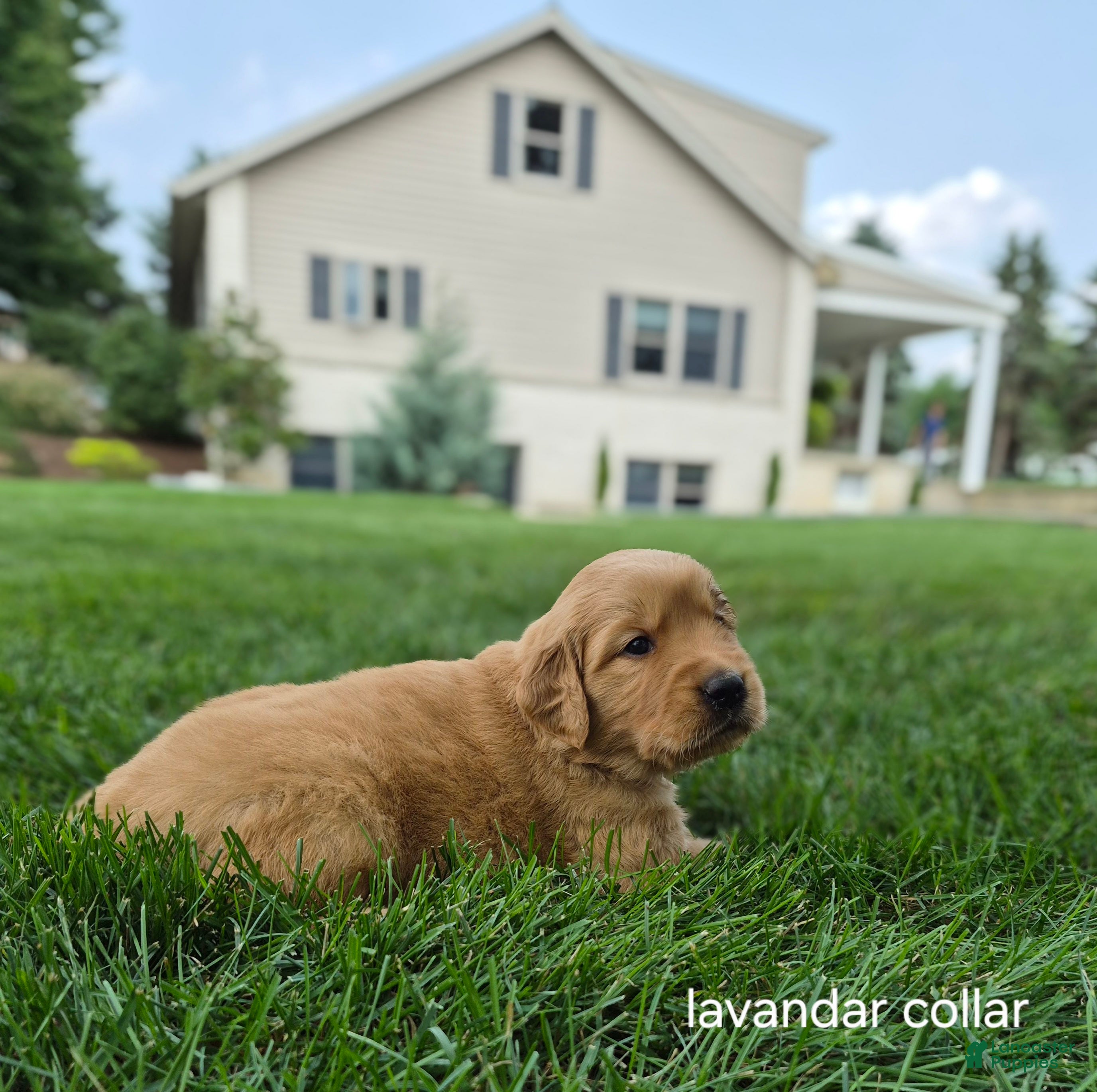 Golden Retriever dogs Rosie (lavender collar) - Ad 2
