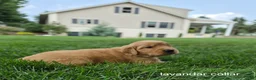 Golden Retriever dogs for sale: Rosie (lavender collar) - Ad 2