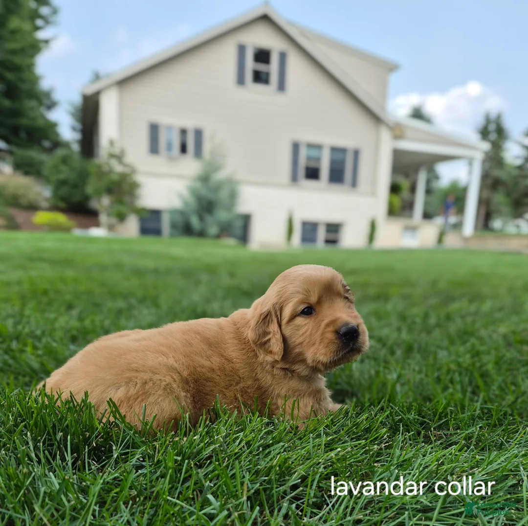 Golden Retriever dogs for sale: Rosie (lavender collar) - Ad 2