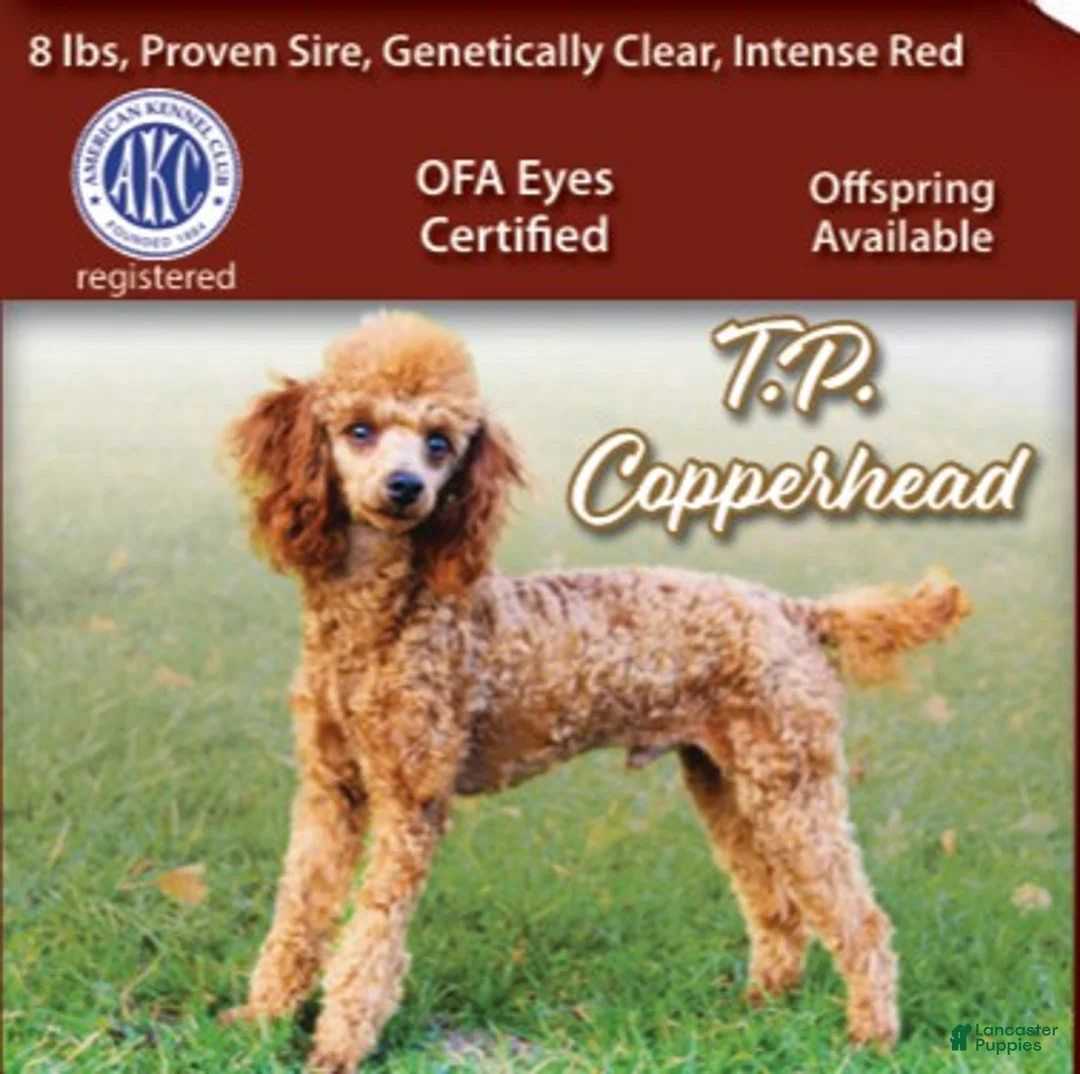 Toy Poodle dogs for sale: Sugar Plum  - Ad 5