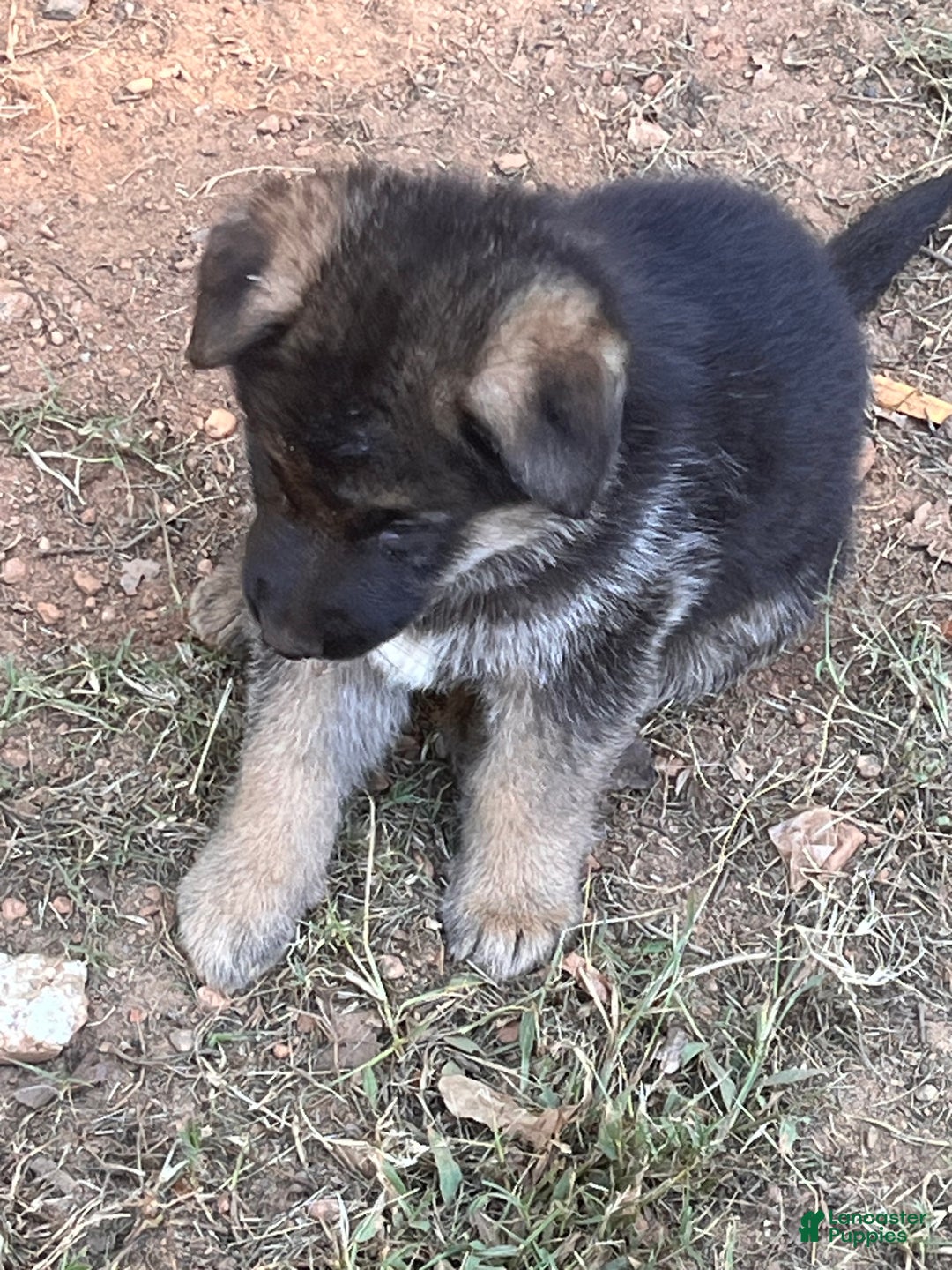 German Shepherd dogs for sale: German Shepherd Puppy 1 - Ad 1