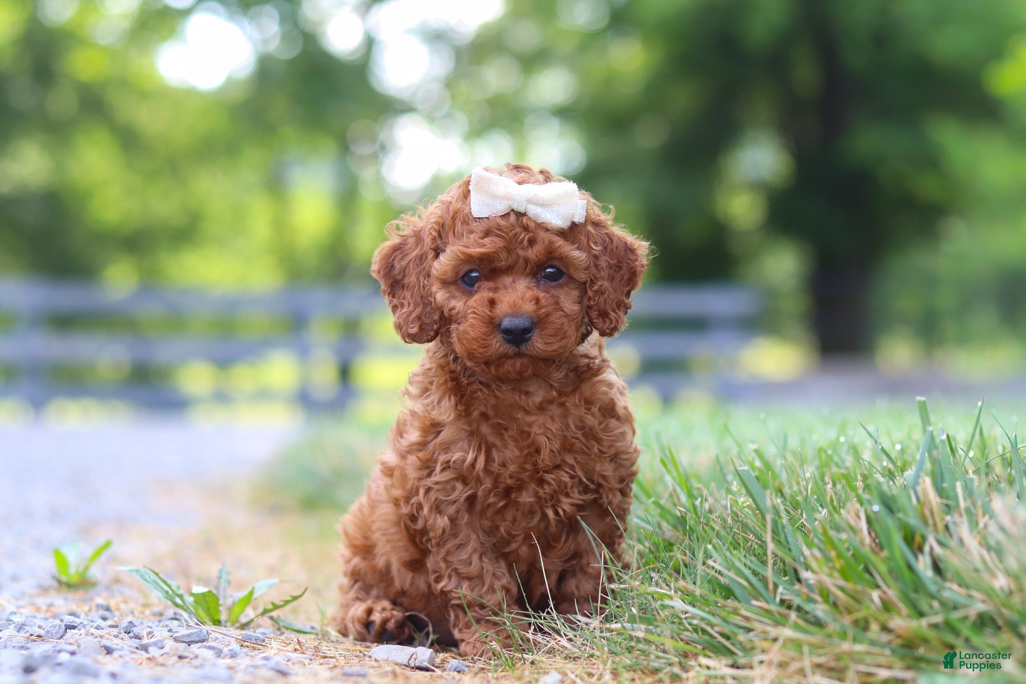Cavapoo dogs Hailey - Ad 1