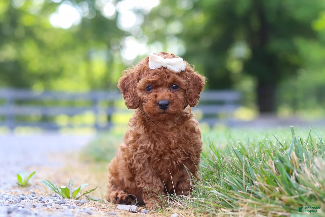 Cavapoo dogs for sale: Hailey - Ad 1