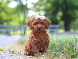 Cavapoo dogs for sale: Hailey - Ad 2