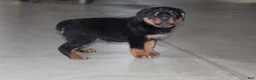 Rottweiler dogs for sale: Duke - Ad 3