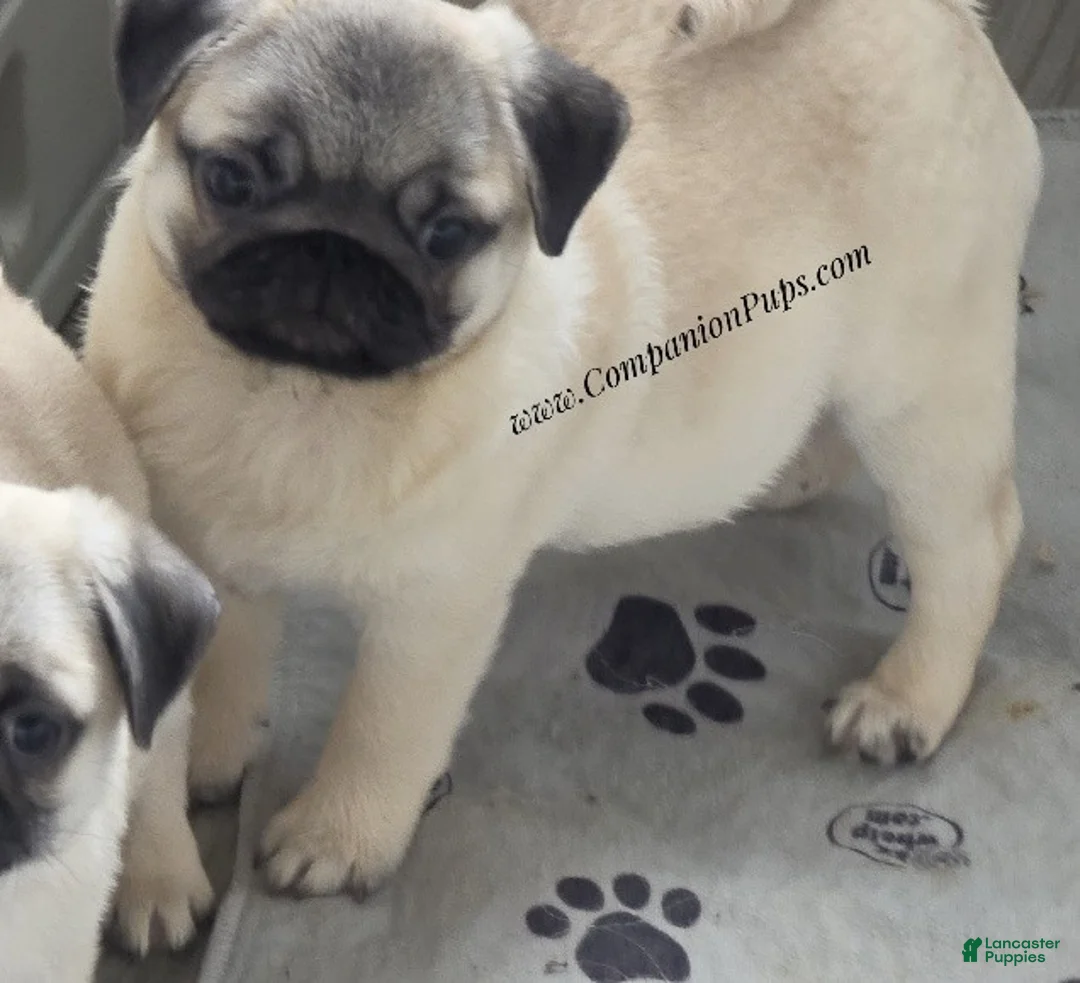 Pug dogs for sale: Rain - Silver Fawn - Gorgeous! Small! - Ad 8