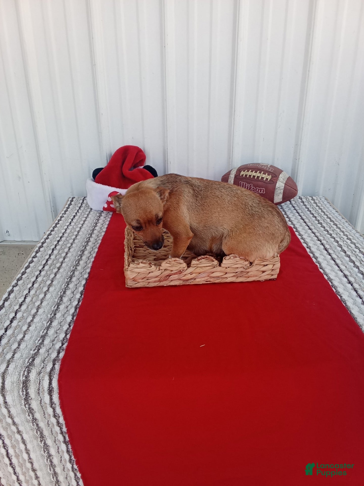 Chihuahua dogs for sale: Chihuahua 2 - Ad 2