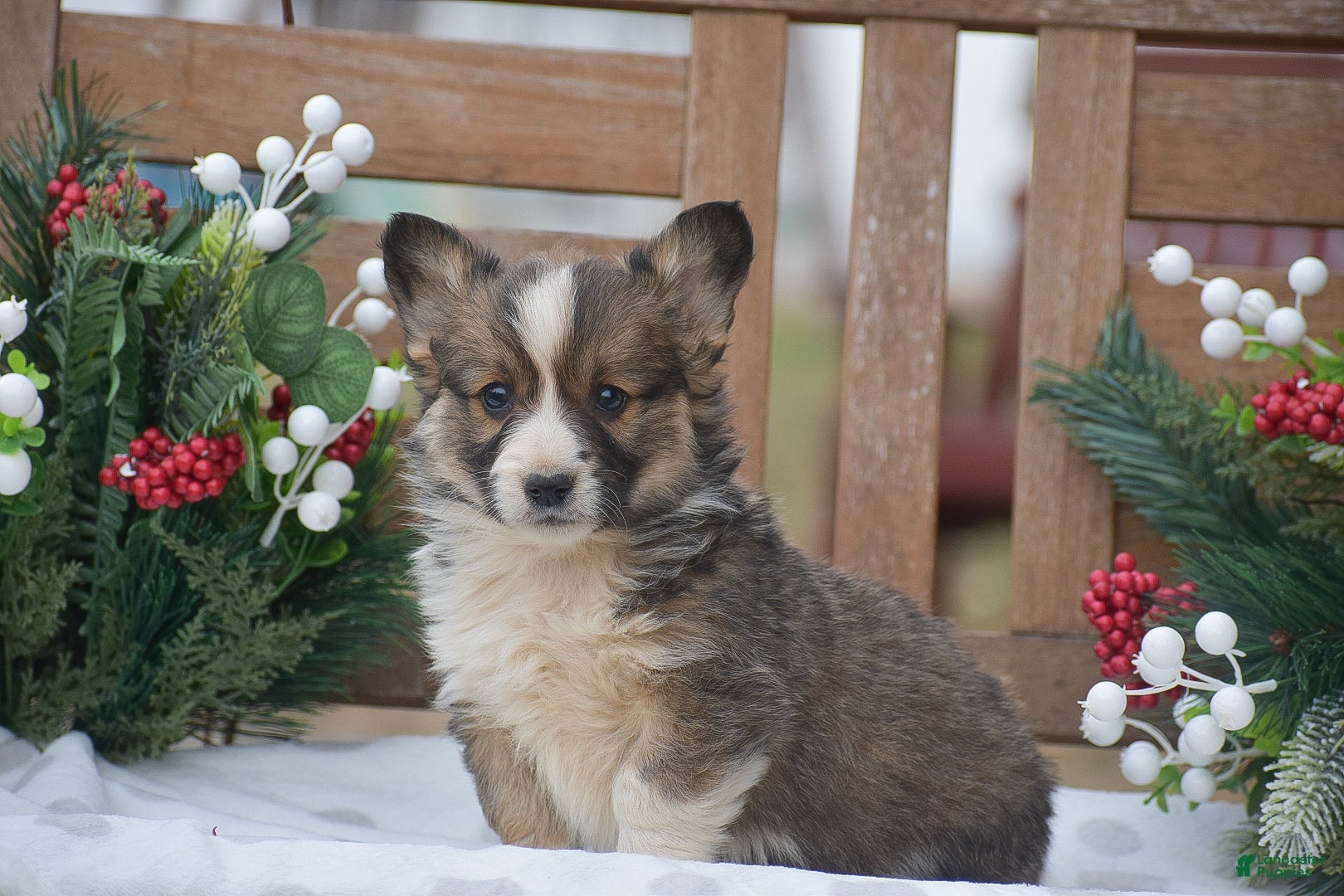 Welsh Corgi Pembroke dogs for sale: Mufasa - Ad 3