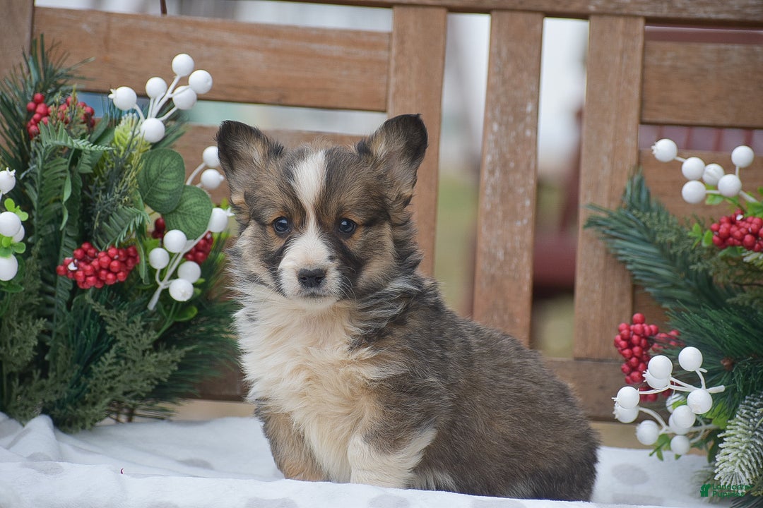 Welsh Corgi Pembroke dogs for sale: Mufasa - Ad 1