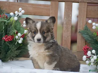 Welsh Corgi Pembroke dogs Mufasa - Ad 38