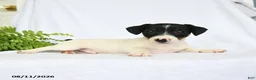 Jack Russell Terrier dogs for sale: Hamilton - Ad 3