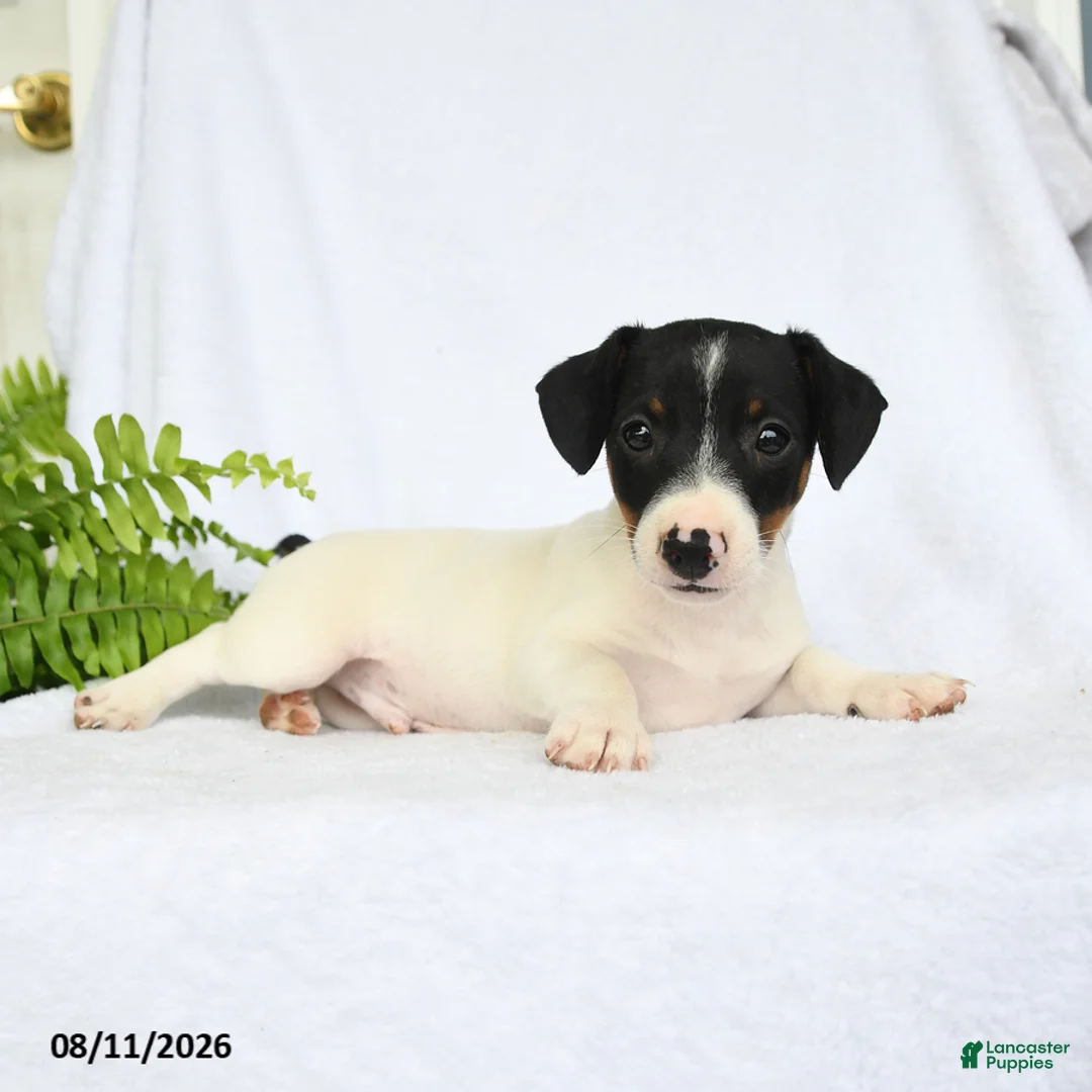 Jack Russell Terrier dogs for sale: Hamilton - Ad 3