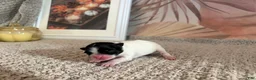 Pomeranian dogs for sale: Lana  - Ad 3