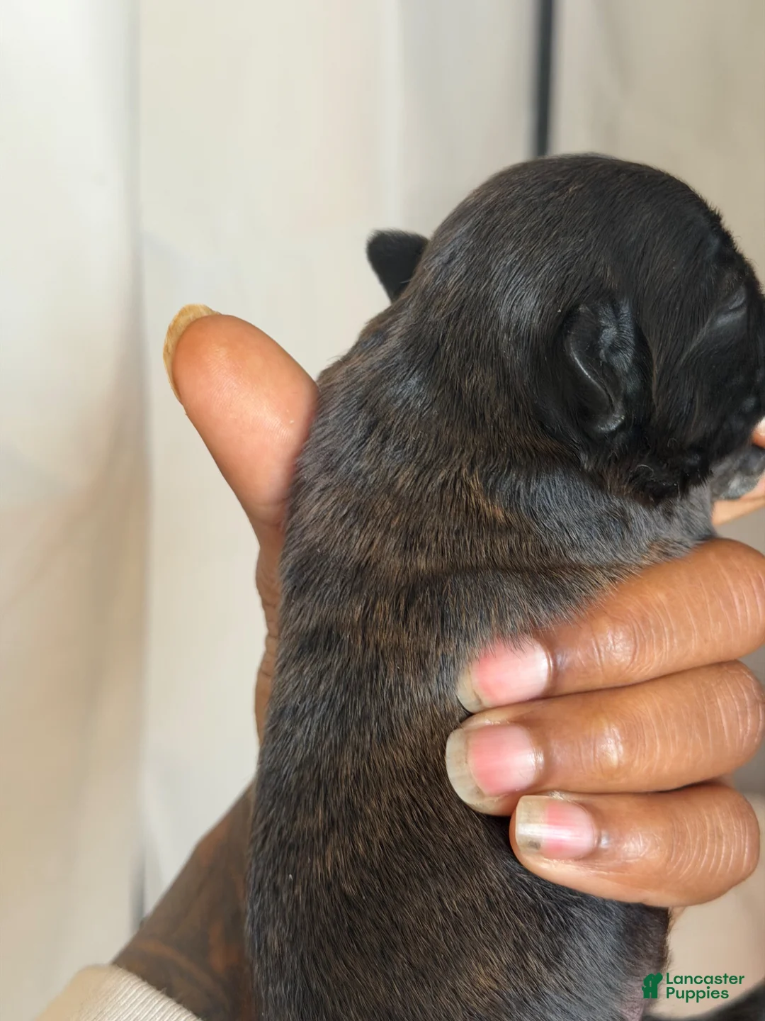 French Bulldog dogs for sale: French Bulldog Puppy 2 - Ad 2